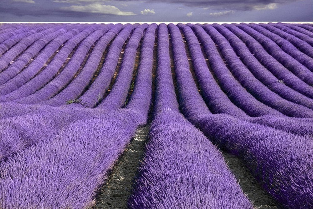 TooGet Fragrant Lavender Buds Organic Dried Flowers Wholesale, Ultra Blue Grade - 450g