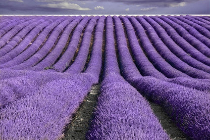 TooGet Fragrant Lavender Buds Organic Dried Flowers Wholesale, Ultra Blue Grade - 450g