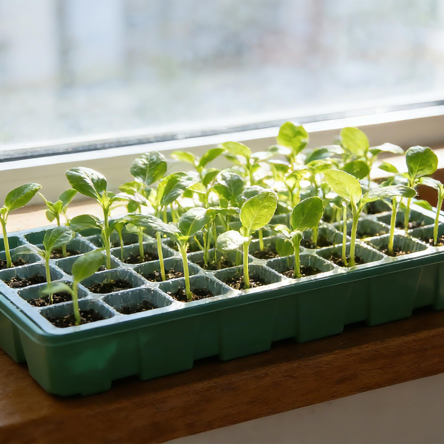 5 Pack Seed Starter Trays with Ventilation Holes - Reusable Seedling Starter Kit for Vegetables, Herbs, Flowers - Plant Germination & Seed Starting (40 Cells Per Tray, Total 200 Cells), Green