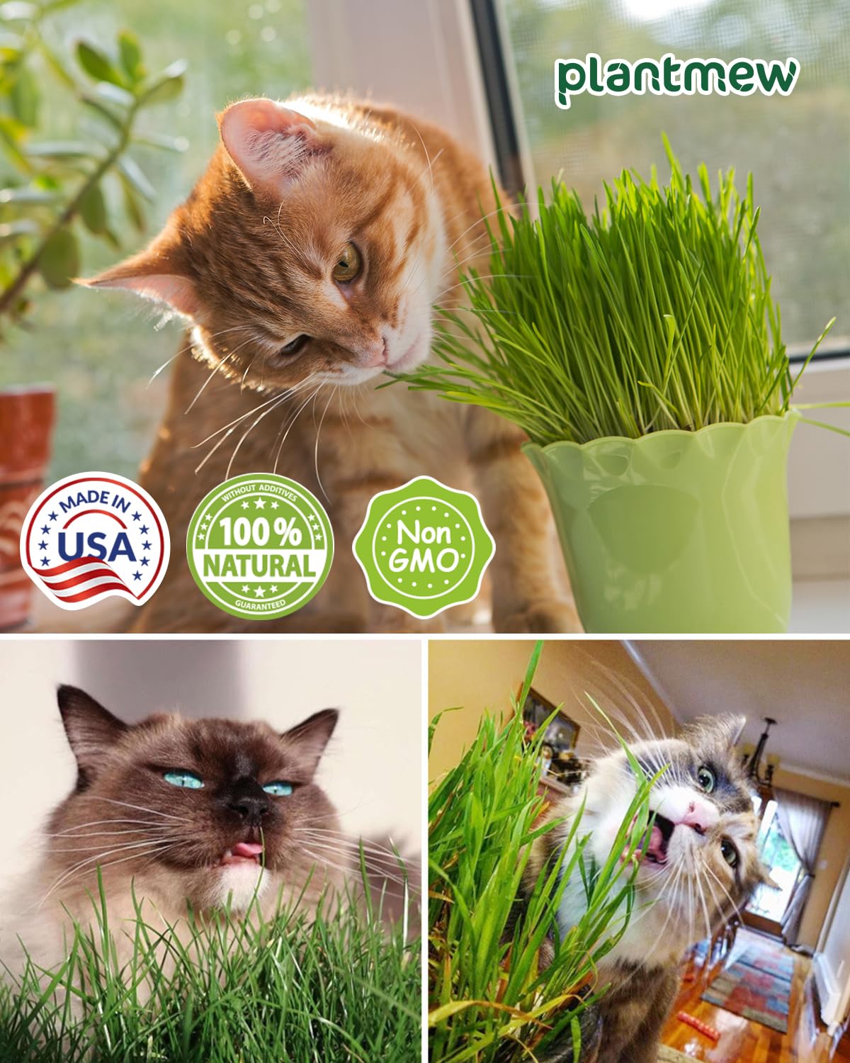 Cat Grass Kit for Indoor Cats - 3 Pack | Pet Wheat Grass Seeds, Grows in 7 Days | Digestive Health & Reduces Hairball | Gift for Cat Lovers with BPA-Free Planters, Soil & Cat Grass Seeds