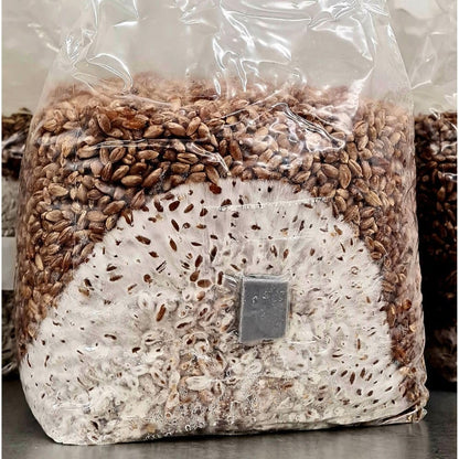 Rye Mushroom Grain Spawn | 2.5LB | Pre-Sterilized | Injection Port | Grow Mushrooms at Home | Made in Canada | Flatland Fungi