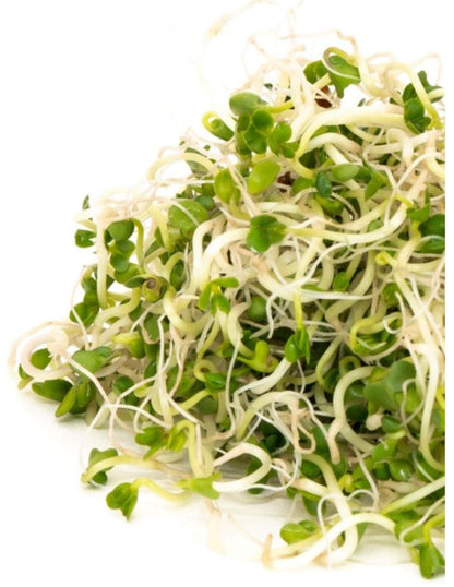 Broccoli Sprouting Seeds | Brocoli Graines à Germer | Organic & Non-GMO | Net Wt. 200 Grams (Approx. 78,800 Seeds) | High Germination Rate | Packaged in Canada