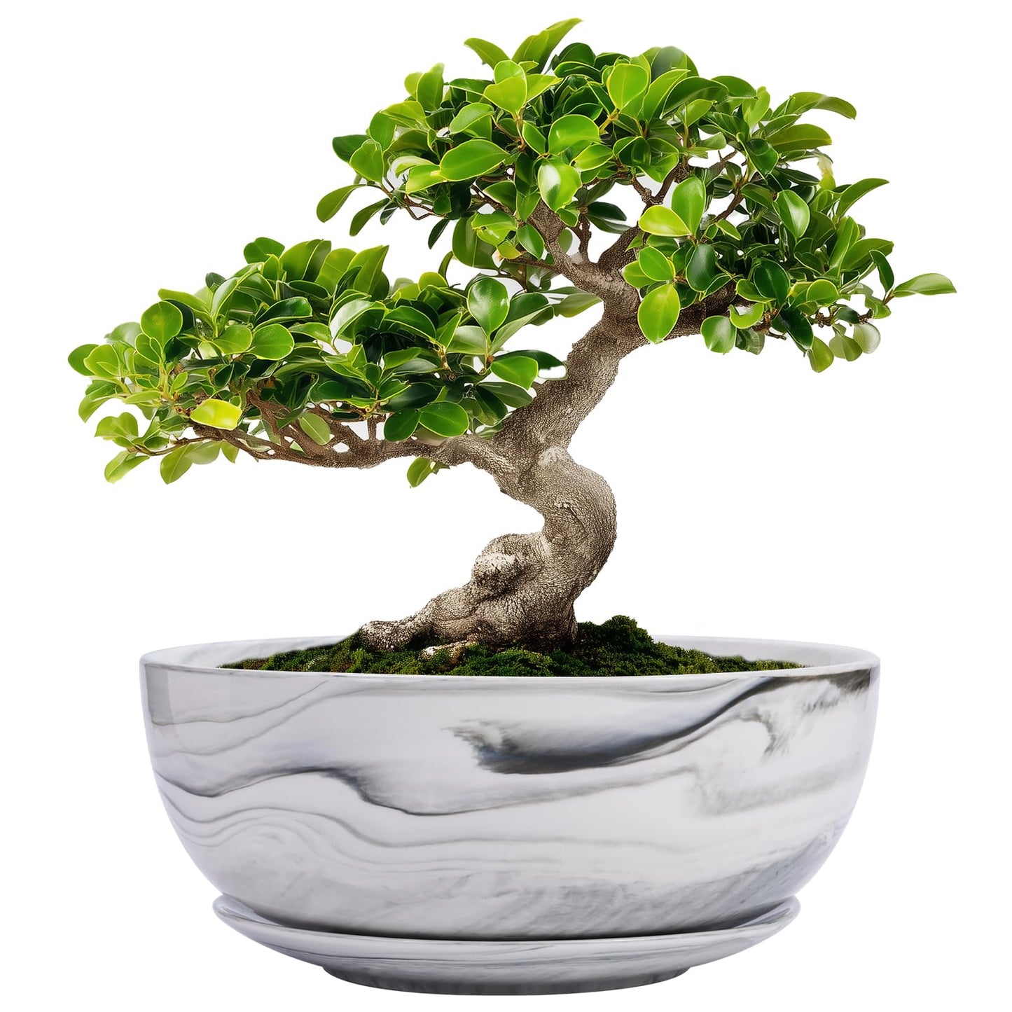 8in Marble Large Round Succulent Planter Pot Modern Flower Pot Indoor and Outdoor Planter with Marble Tray