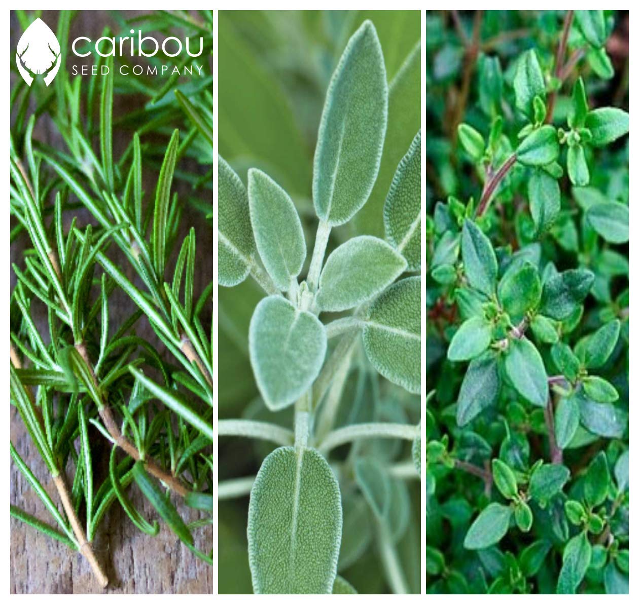 Caribou Seed Company | Chef's Herb Garden Seed Kit | Organic Seed from Canada | 10 Herbs: Arugula, Basil, Chives, Cilantro, Dill, Oregano, Parsley, Rosemary, Sage, Thyme