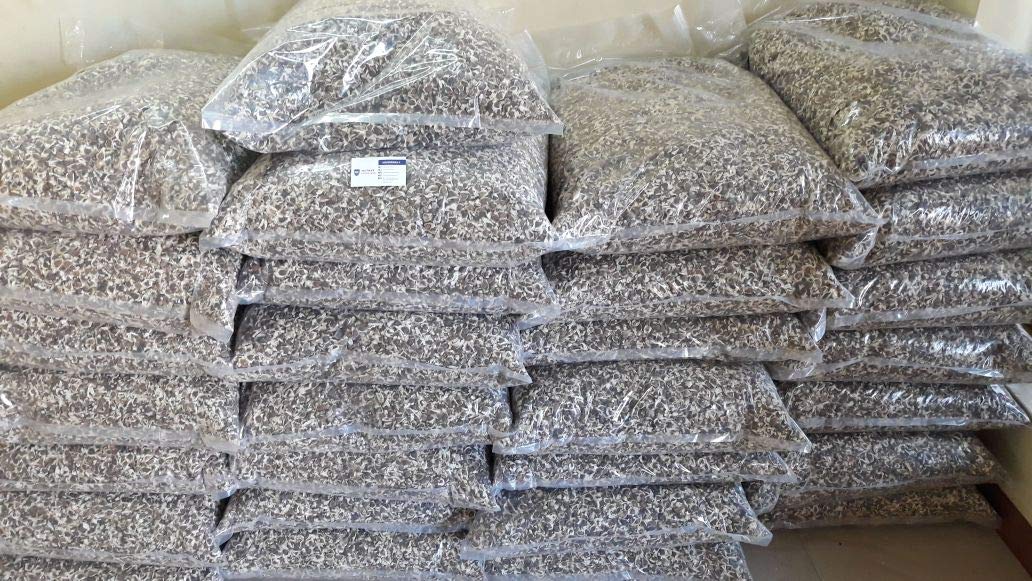 Yogi's Gift - Organic Moringa Oleifera Seeds 10 oz ~Approx 1000 Seeds | Indian Origin | Graines de Moringa