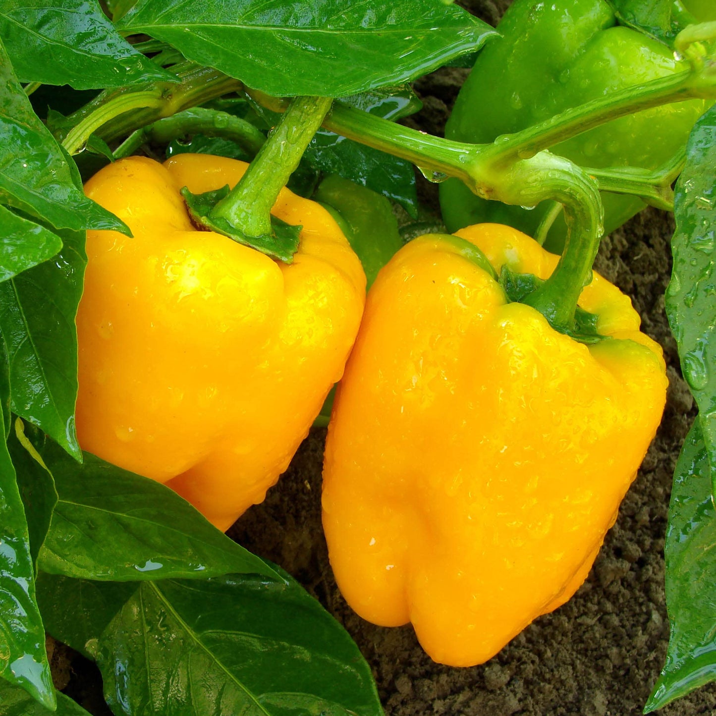 Big A Pepper Fertilizer – Organic Plant Food for Pepper Plants and Containers – 12 oz Premium Blend for Vibrant Growth