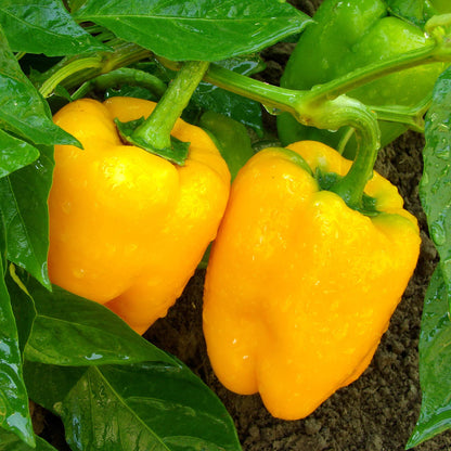 Big A Pepper Fertilizer – Organic Plant Food for Pepper Plants and Containers – 12 oz Premium Blend for Vibrant Growth