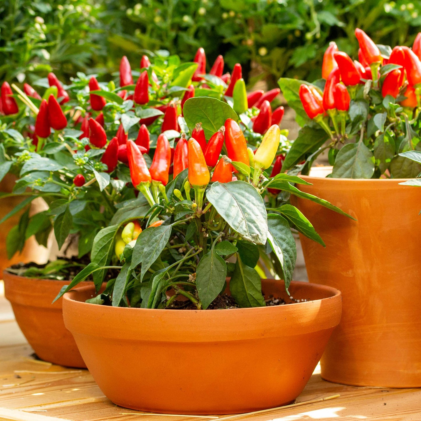 Big A Pepper Fertilizer – Organic Plant Food for Pepper Plants and Containers – 12 oz Premium Blend for Vibrant Growth