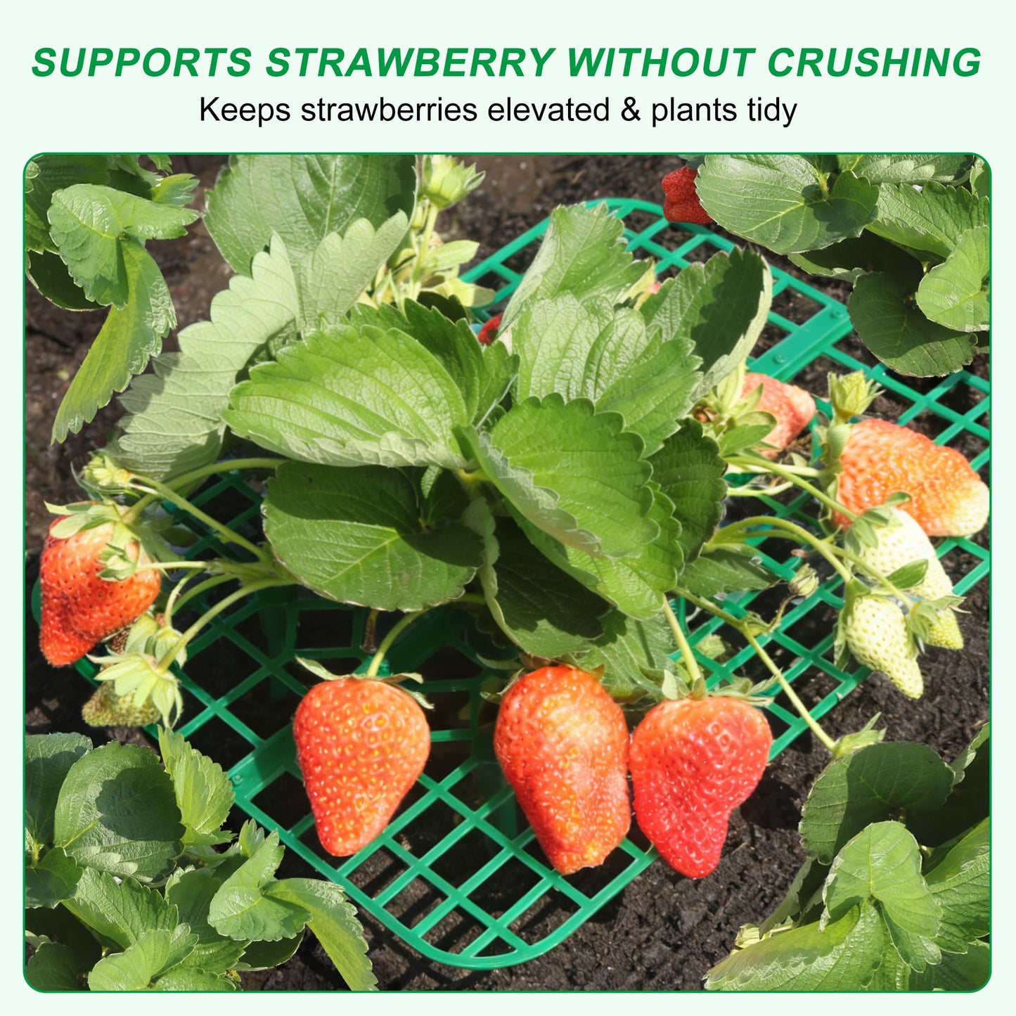 CNNIK 10 Pack Strawberry Plant Supports, Square Growing Frame to Keep Berries Off the Ground, Easy-Assembly Garden Plant Stand