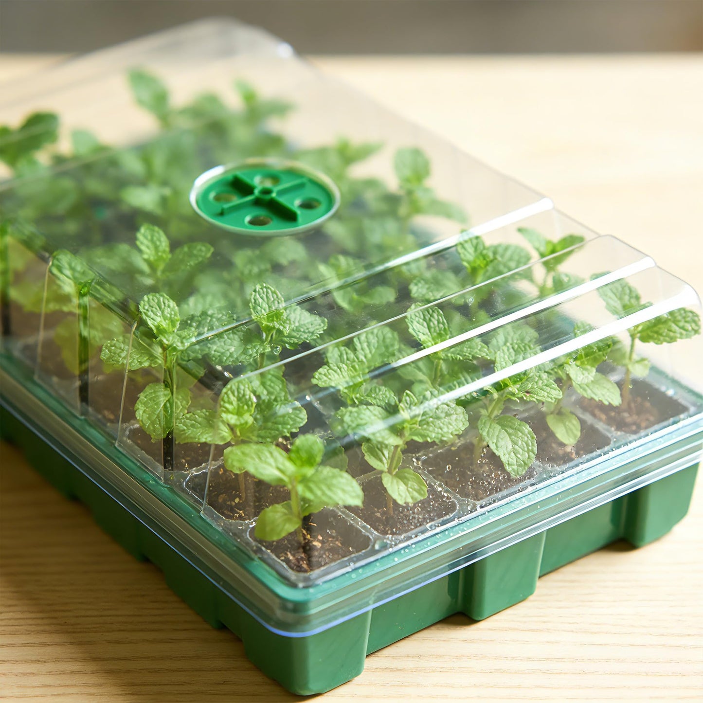 5 Pack Seed Starter Trays with Ventilation Holes - Reusable Seedling Starter Kit for Vegetables, Herbs, Flowers - Plant Germination & Seed Starting (40 Cells Per Tray, Total 200 Cells), Green
