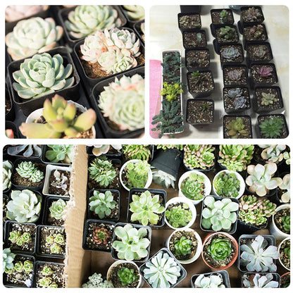 2 Inch Plastic Nursery Pots 100 Pcs Sturdy & Reusable Square Plant Pot Starter Container with Drainage Holes for for Seed Starting, Succulents, Seedlings & Garden Plants, Black
