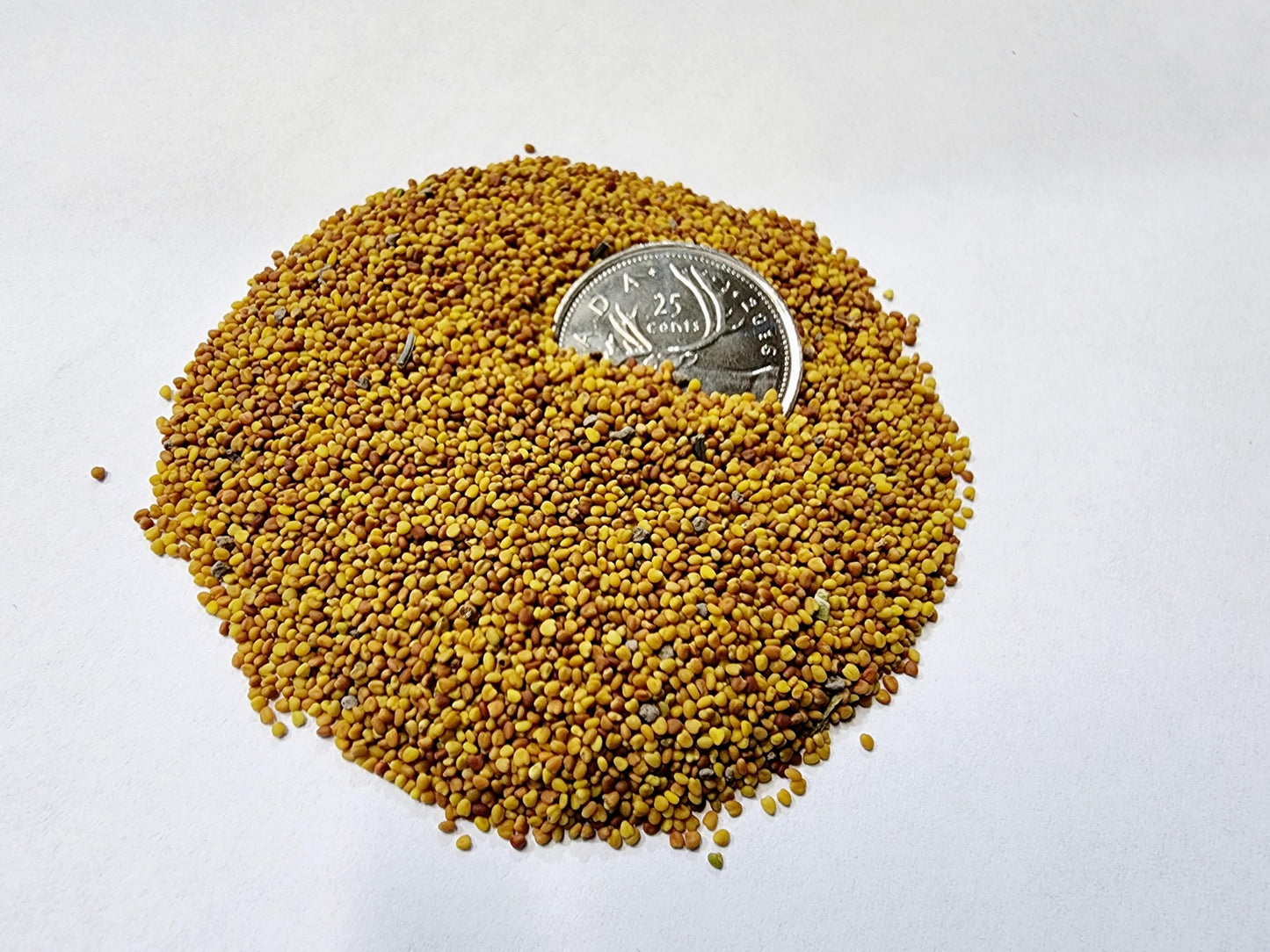 1 Pound Dutch Lawn White Clover Seed - White Clover Seeds for Lawn Canada (450 g)