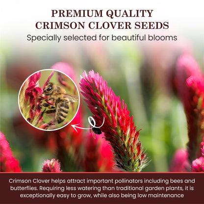 1 Pound Crimson Clover Seeds | Canadian Crimson Clover Seed | Natural Cover Crop | Deer Food Plots | Butterfly & Bee Food | Suitable For Raised Gardens or Planters | Cover Crop Seeds | Red Clover Seed