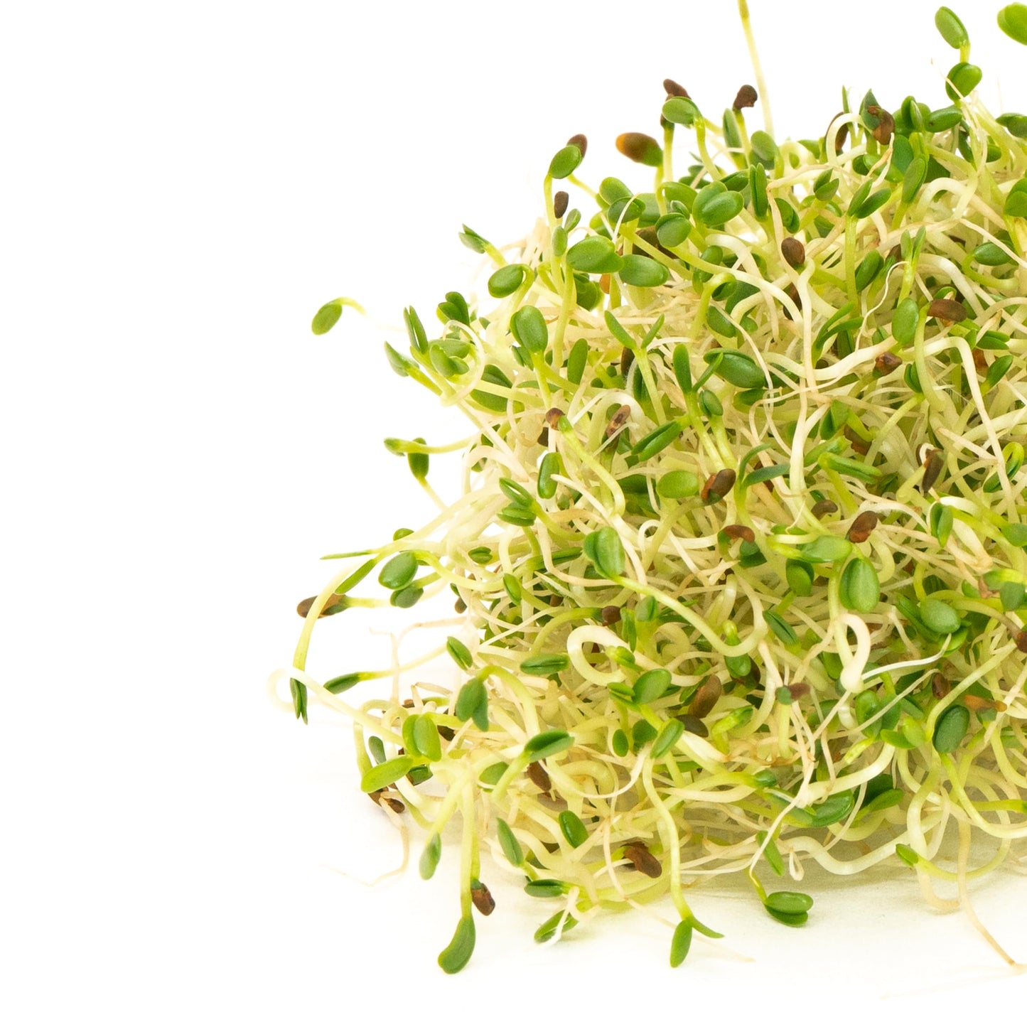Sandwich Booster Sprouting Seeds, Mumm's | Large Size: 250 Grams | Certified Organic & Non-GMO | Blend of Clover, Alfalfa, Radish & Mustard | High Germination | Wholesome, Delicious & Nutritious