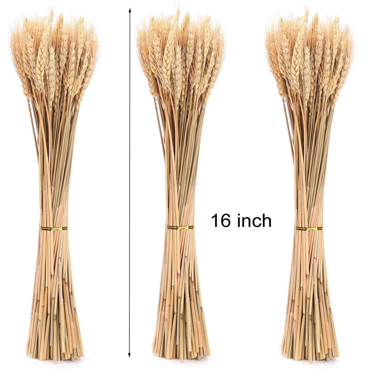 yarlung 300 Stems 16 Inch Dried Wheat Sheaves, Natural Wheat Stalks Bundle Fall Arrangement for DIY Craft, Home Table, Wedding