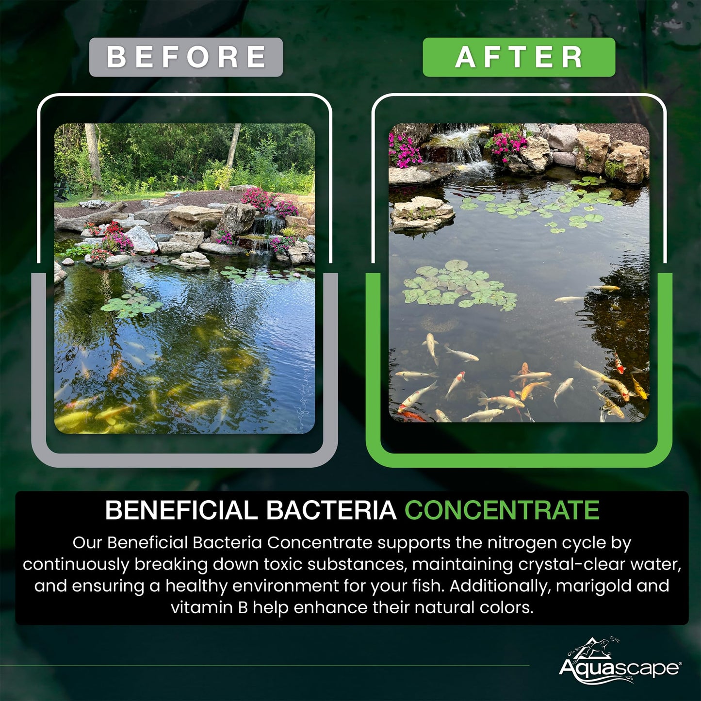 Aquascape 98948 Dry Beneficial Bacteria for Pond and Water Features, 8.8-Ounce