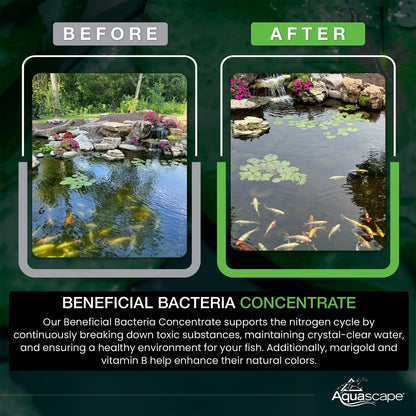 Aquascape 98948 Dry Beneficial Bacteria for Pond and Water Features, 8.8-Ounce