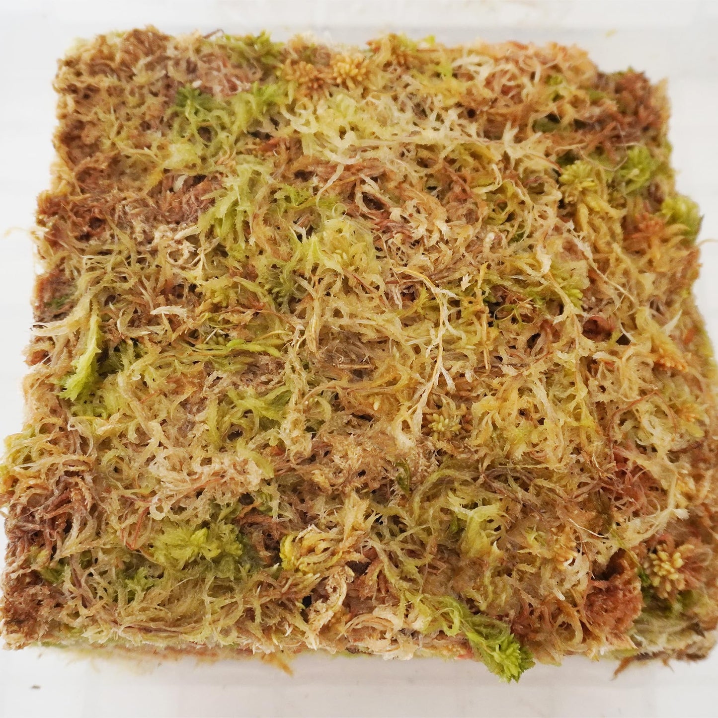 Yilotuce 11 oz Sphagnum Moss for Plants, Carefully Selected Clean Sphagnum Mos for Rooting Plants