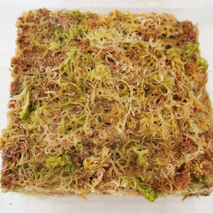 Yilotuce 11 oz Sphagnum Moss for Plants, Carefully Selected Clean Sphagnum Mos for Rooting Plants