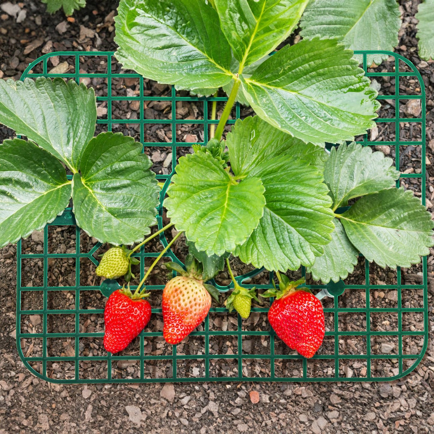 Pumtus 20 Pack Strawberry Plant Supports, Square Growing Rack with 4 Sturdy Legs, Plastic Strawberry Plant Stand Holder, Strawberry Growing Frame Holder Cage, Keeping Berries Clean
