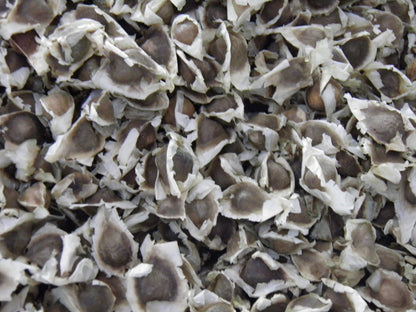 Yogi's Gift - Organic Moringa Oleifera Seeds 10 oz ~Approx 1000 Seeds | Indian Origin | Graines de Moringa