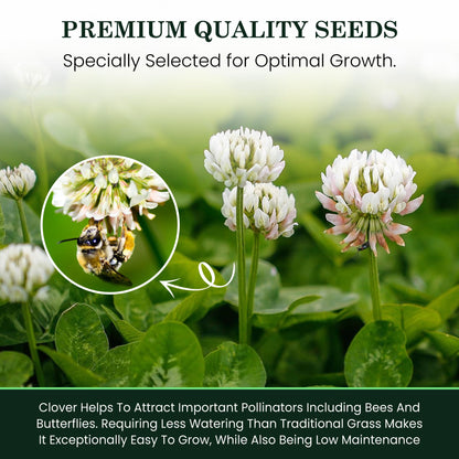 1 Pound Dutch Lawn Clover Seed | Made in Canada | Coated Seed for Canadian Lawns | Non GMO Lawn Seeds | White Flower Seeds | Perrenial Clover | Trefle Blanc | Micro Grass Seed