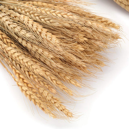 yarlung 300 Stems 16 Inch Dried Wheat Sheaves, Natural Wheat Stalks Bundle Fall Arrangement for DIY Craft, Home Table, Wedding