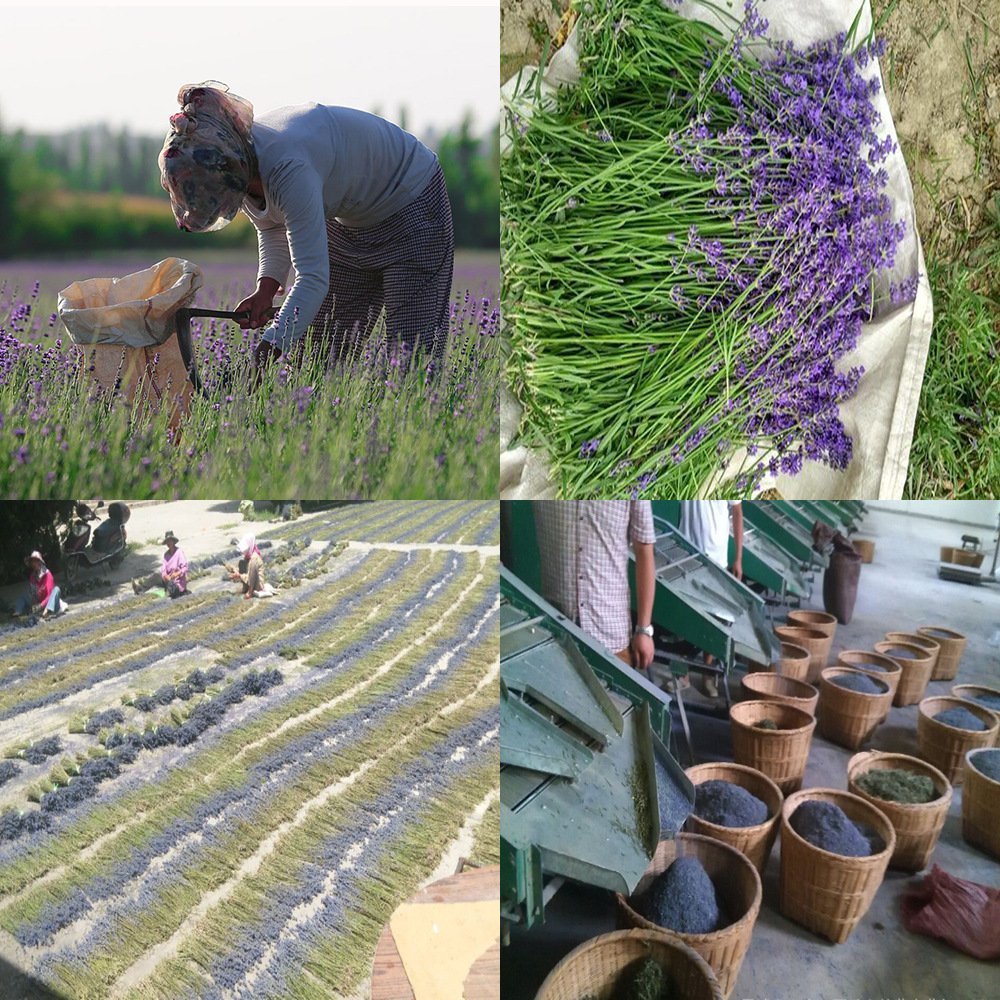 TooGet Fragrant Lavender Buds Organic Dried Flowers Wholesale, Ultra Blue Grade - 450g