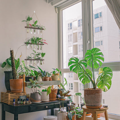 XXXFLOWER Wall Hanging Propagation Station with Wooden Stand 5 Glass Test Tubes 3 Tiered Planters Wall Terrarium for Home Office Plant Hanger Flower Vases Wall Decor Hydroponic Cuttings