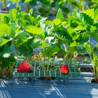 Pumtus 20 Pack Strawberry Plant Supports, Square Growing Rack with 4 Sturdy Legs, Plastic Strawberry Plant Stand Holder, Strawberry Growing Frame Holder Cage, Keeping Berries Clean