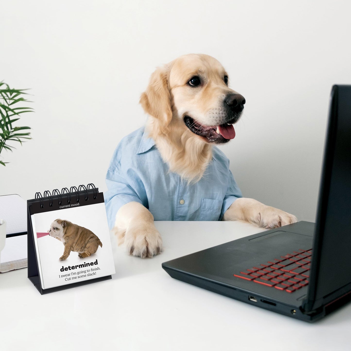 Daily DOGGO, Desktop Flipchart