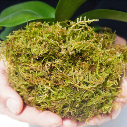 Yilotuce 1 lb Natural Orchid Moss for Potted Plants, Nice Soilless Potting Soil for Seedling and Cutting, Good Idea for Reptile Terrarium, Crafts, Garden Decoration