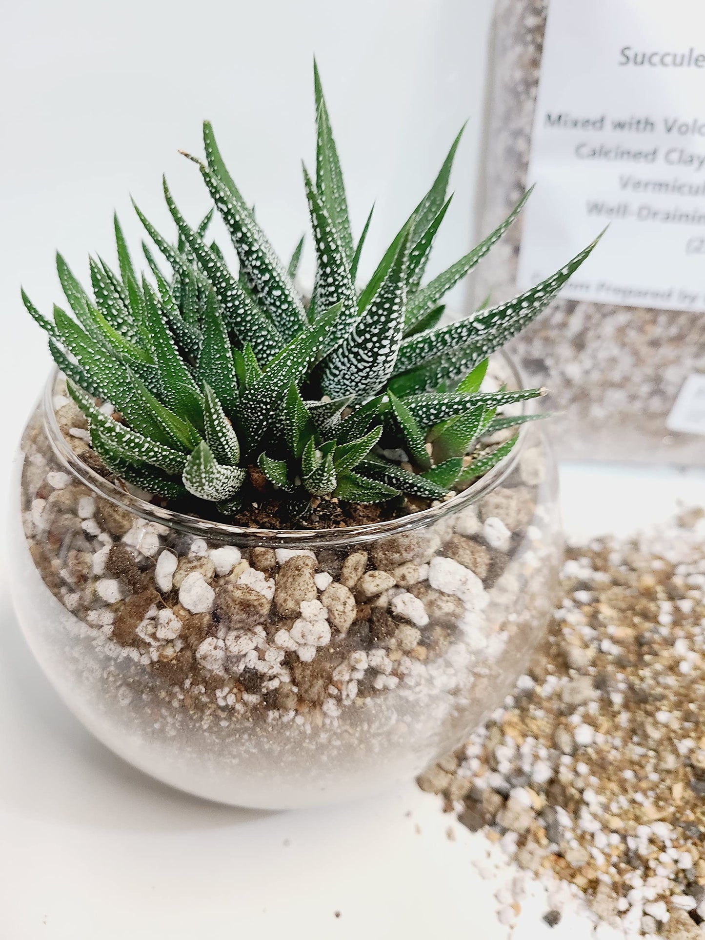 M.M BASICS Succulent Soil Mix/Cactus Soil, Mixed with Volcanic Pumice, Coarse Perlite, Calcined Clay, Black Lava Rocks, Fine Vermiculite and Coco Coir, Well-Draining and Healthy Roots, (2.5 litres)
