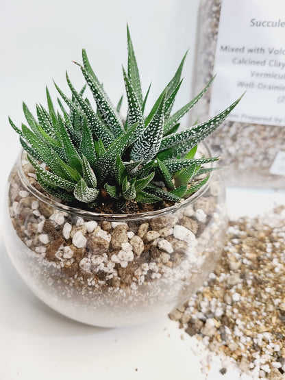 M.M BASICS Succulent Soil Mix/Cactus Soil, Mixed with Volcanic Pumice, Coarse Perlite, Calcined Clay, Black Lava Rocks, Fine Vermiculite and Coco Coir, Well-Draining and Healthy Roots, (2.5 litres)