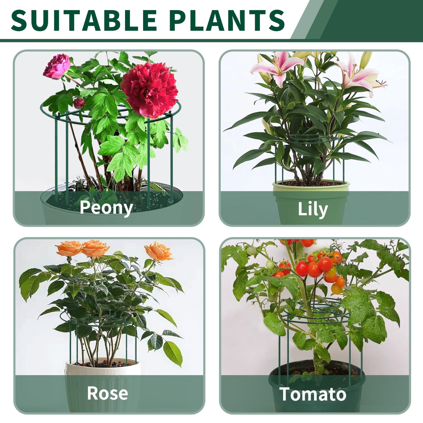 SYITCUN Peony Cages and Supports, 10x16 Inch 4-Pack Compact Metal Plant Cages, 3mm Green Powder Coated Garden Stake for Peonies, Roses, Dahlias