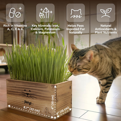Cat Grass Kit for Indoor Cats – x4 Seed Packets | Cat Grass Seeds with Wooden Planter, Soil & Mini Gardening Tools for Nipping – Pet Wheatgrass Grass