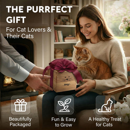 Cat Grass Kit for Indoor Cats – x2 Seed Packets | Cat Grass Seeds with Wooden Planter & Soil – Pet Wheatgrass Grass