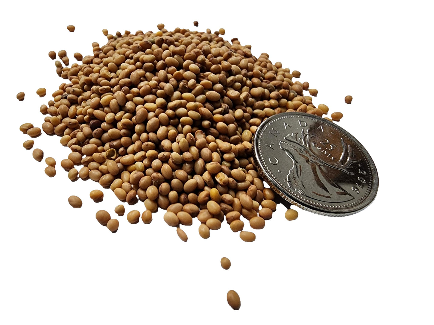 Crimson Clover Seeds 1 LB for Canada Lawn (1 Pound)