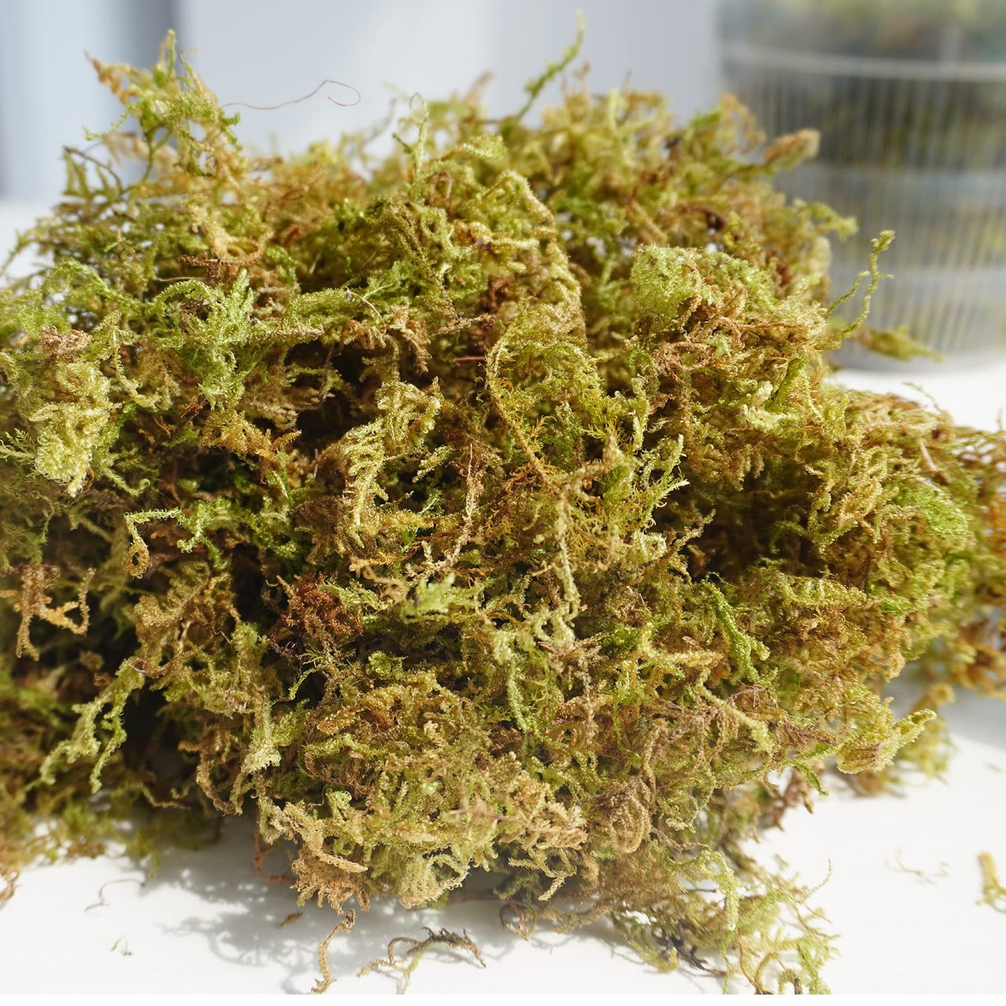Yilotuce 1 lb Natural Orchid Moss for Potted Plants, Nice Soilless Potting Soil for Seedling and Cutting, Good Idea for Reptile Terrarium, Crafts, Garden Decoration