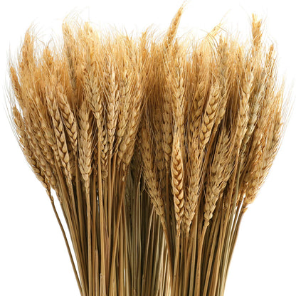 yarlung 300 Stems 16 Inch Dried Wheat Sheaves, Natural Wheat Stalks Bundle Fall Arrangement for DIY Craft, Home Table, Wedding