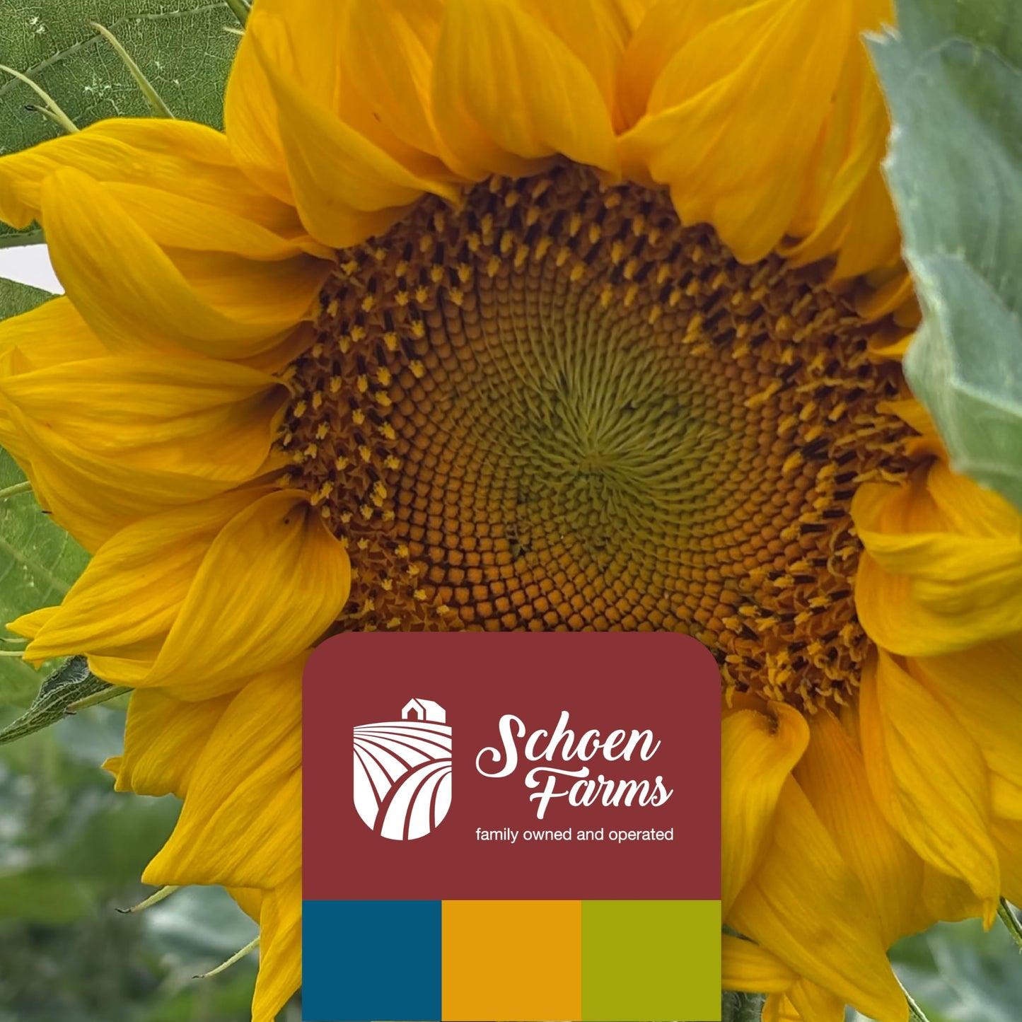Schoen Farms Sunflower Kernels & Chips – 5 lb Bag – Hulled Sunflower Hearts Bird Seed – No-Mess Wild Bird Food for Finches, Chickadees & Nuthatches – Grown in Canada