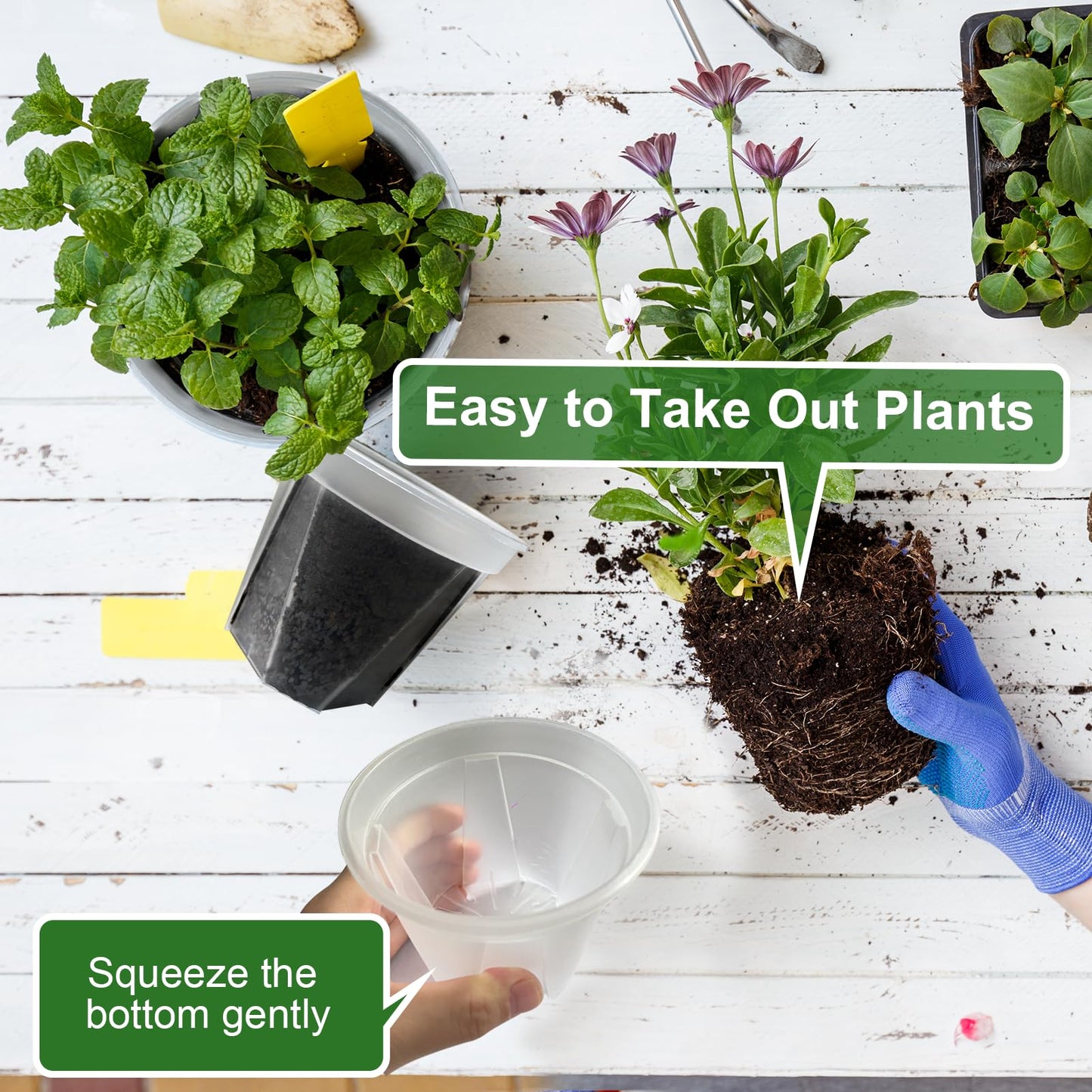 YALIOURS Clear Nursery Pots for Plants, 12Pack 4/5/6 inch Transparent Plastic Plant Pots with Drainage Holes, Garden Pots for Plants Flowers with 12Pack Trays and 15pcs Plant Labels