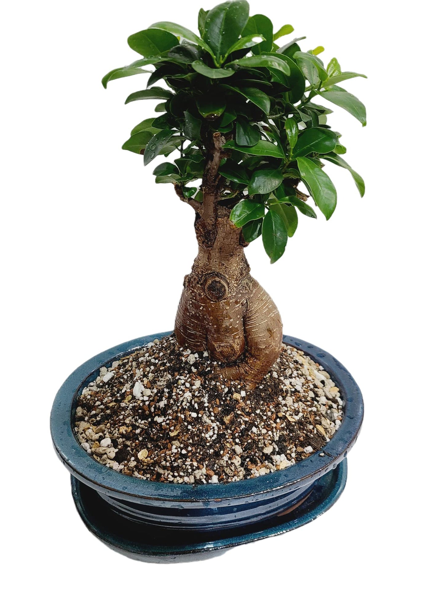 2.5L Organic Bonsai Tree Potting Mix, Rich in Nutrients and Organisms That Promotes The Growth of All Bonsai Trees, Health Root & Well-draining, (2.5 L Bag)