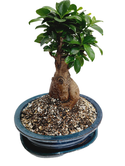2.5L Organic Bonsai Tree Potting Mix, Rich in Nutrients and Organisms That Promotes The Growth of All Bonsai Trees, Health Root & Well-draining, (2.5 L Bag)