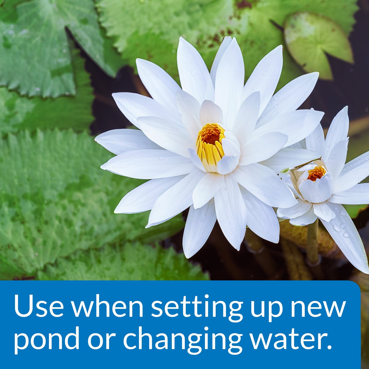 API POND CHLORINE & HEAVY METAL NEUTRALIZER Pond Water Neutralizer 16-Ounce Bottle