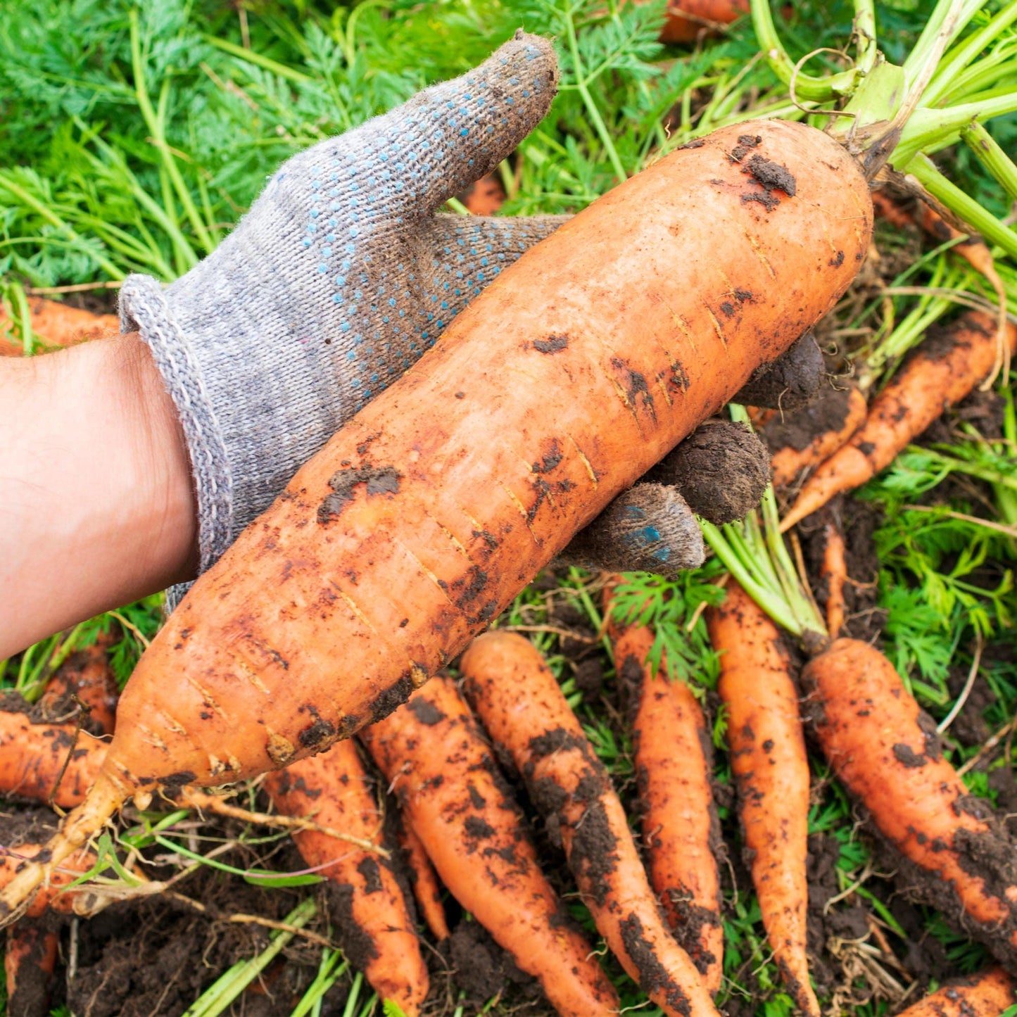 Big A Carrot Fertilizer and Root Vegetable Fertilizer – 13.5oz Premium Organic Plant Food for Indoor and Outdoor Vegetable Garden