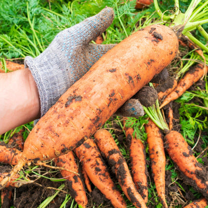 Big A Carrot Fertilizer and Root Vegetable Fertilizer – 13.5oz Premium Organic Plant Food for Indoor and Outdoor Vegetable Garden