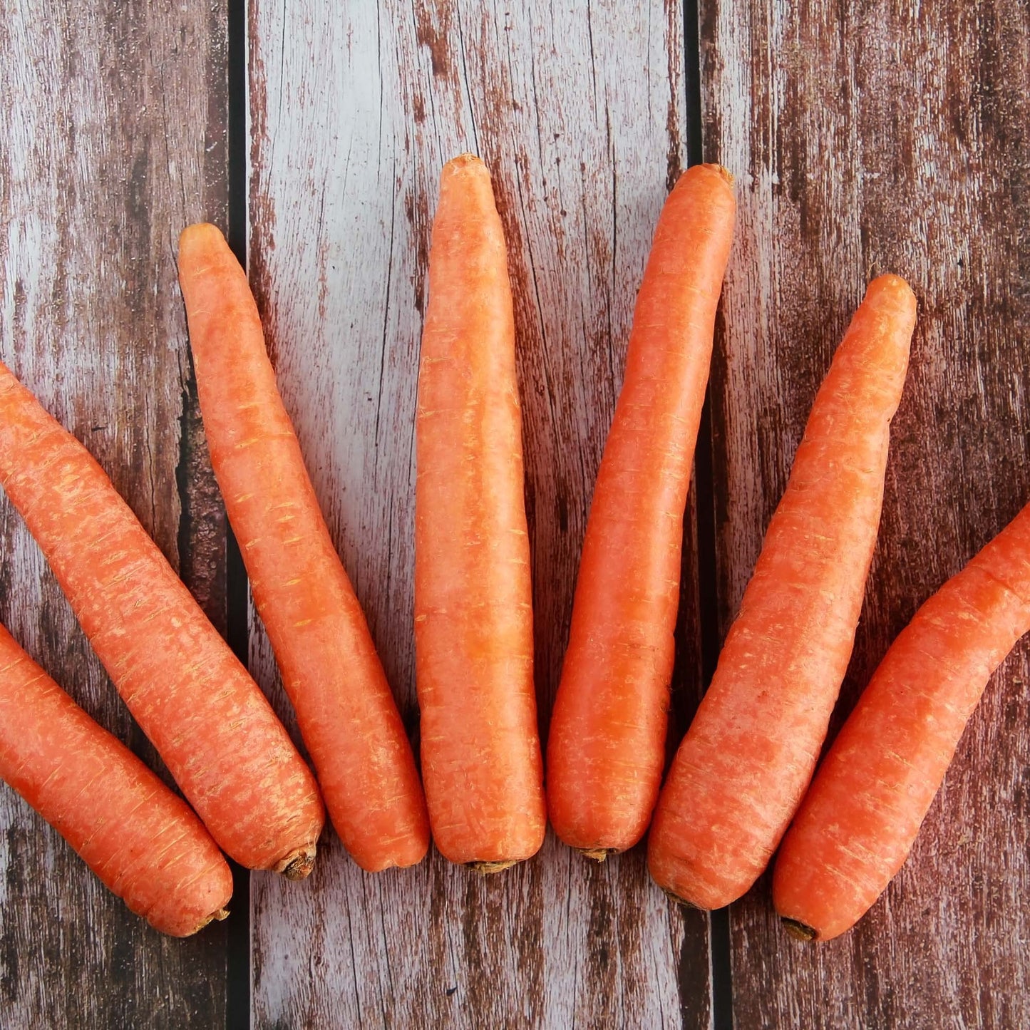 Big A Carrot Fertilizer and Root Vegetable Fertilizer – 13.5oz Premium Organic Plant Food for Indoor and Outdoor Vegetable Garden