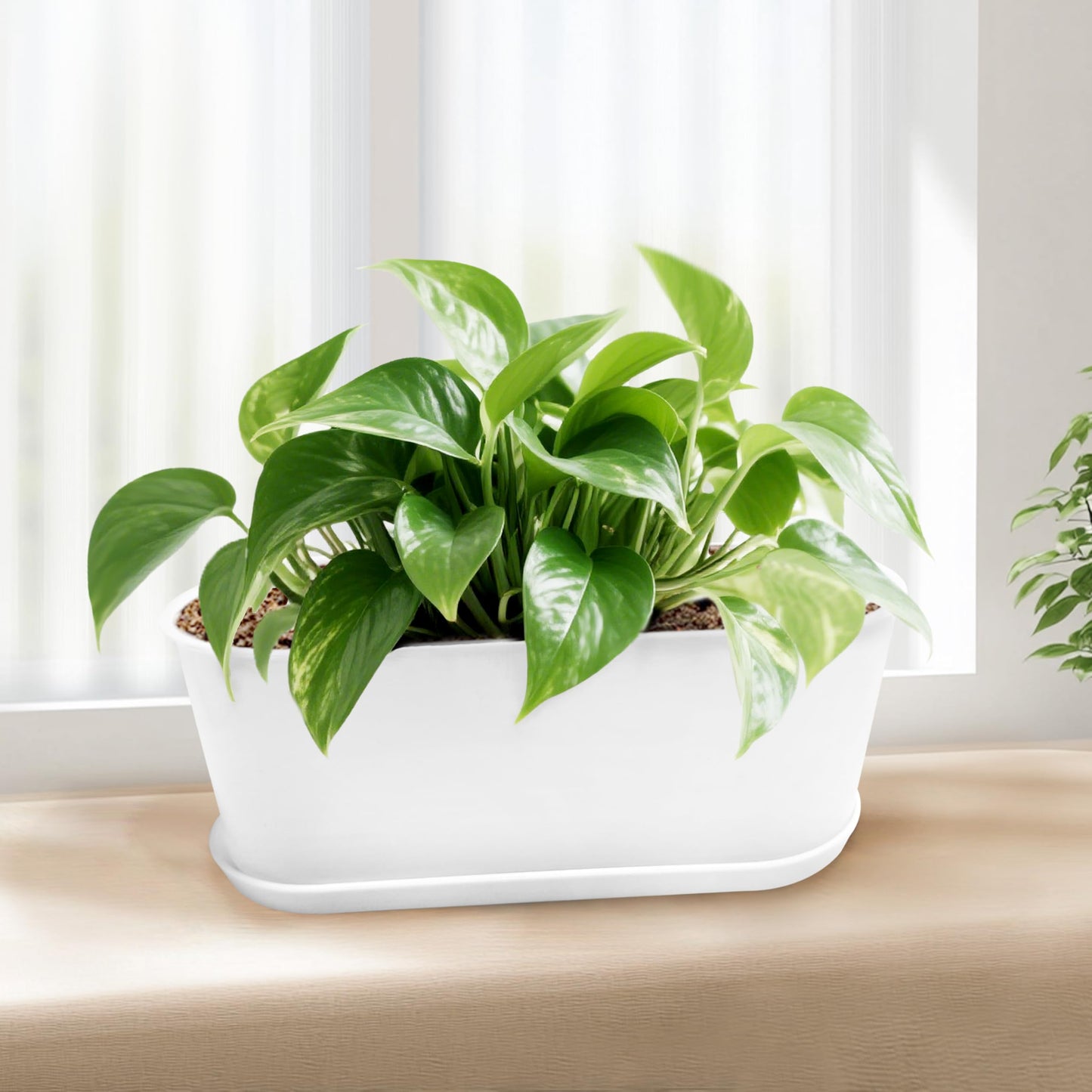 5 Set 8.5x3.5 Inch Plant pots, Rounded Rectangle planters with Multiple Drainage Holes and Trays, Window Box Planter for Indoor Windowsill, Balcony etc.