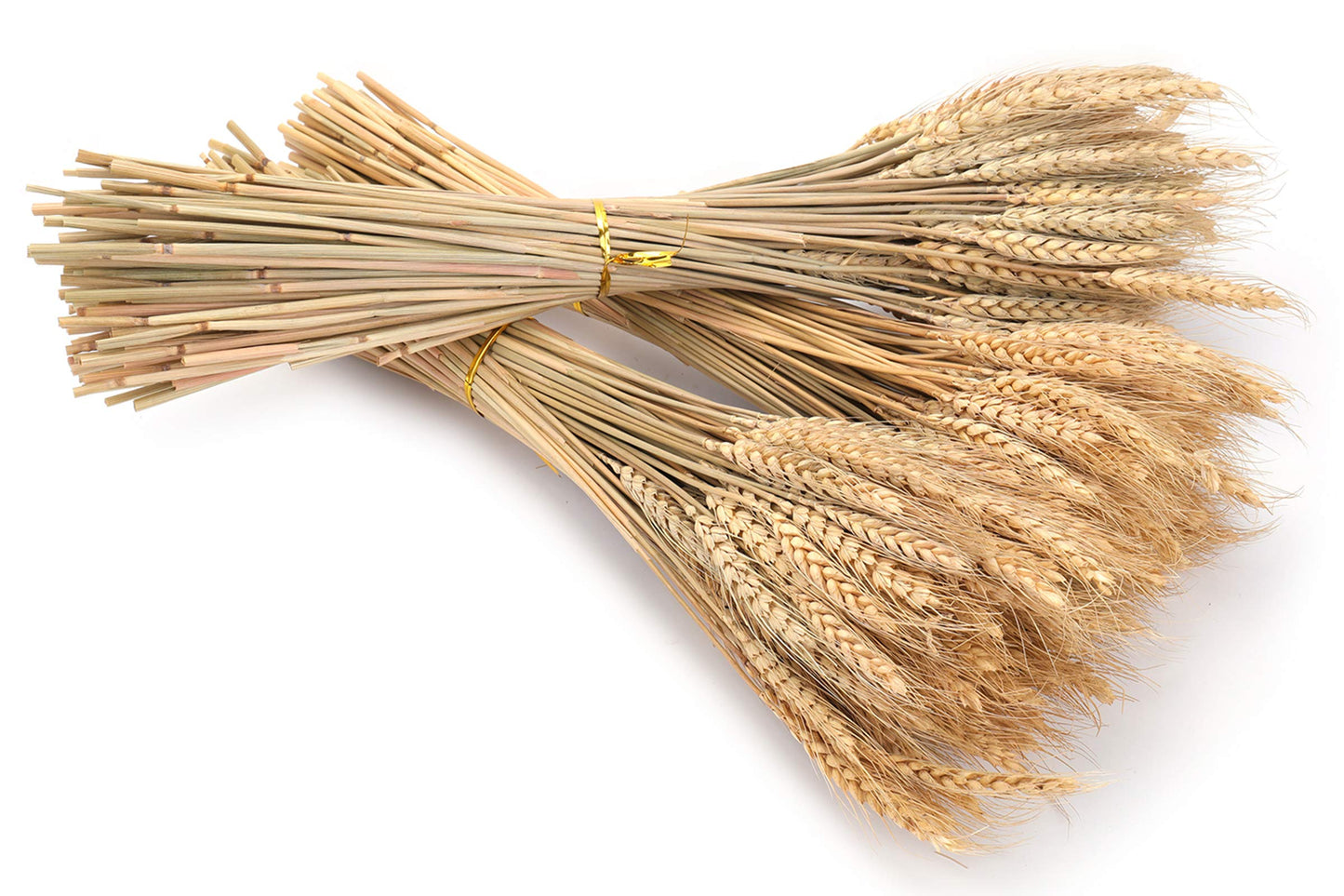 yarlung 300 Stems 16 Inch Dried Wheat Sheaves, Natural Wheat Stalks Bundle Fall Arrangement for DIY Craft, Home Table, Wedding